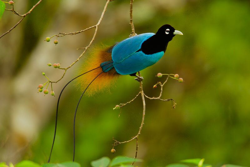 A Blue Bird of Paradise perched on a thin branch