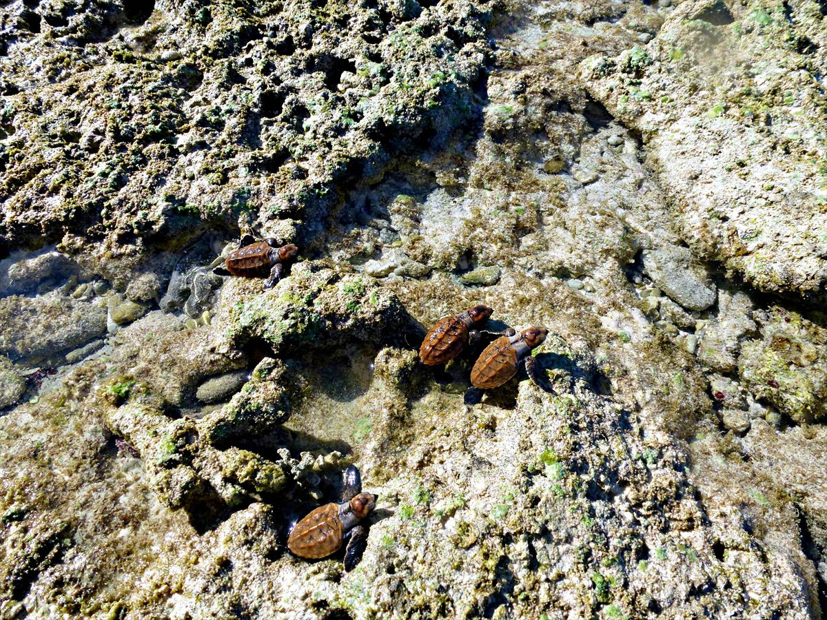 Four turtle hatchlings on wet reef rock at the water’s edge