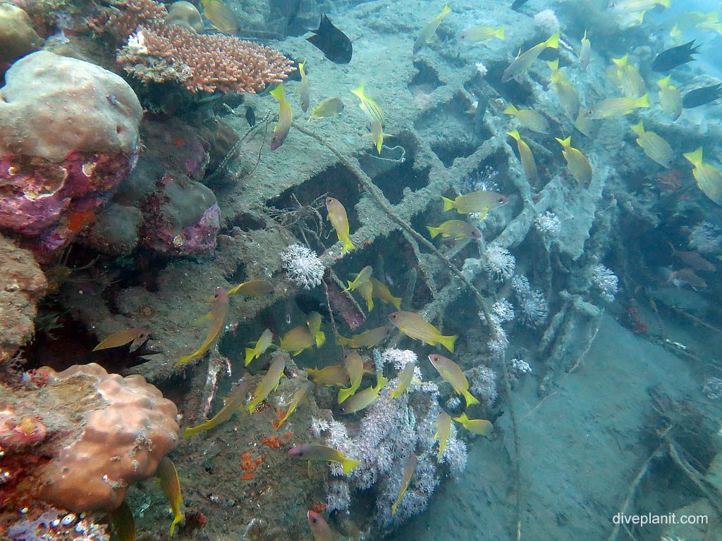 A snapper swimming past the fuselage of the B-17 bomber wreck