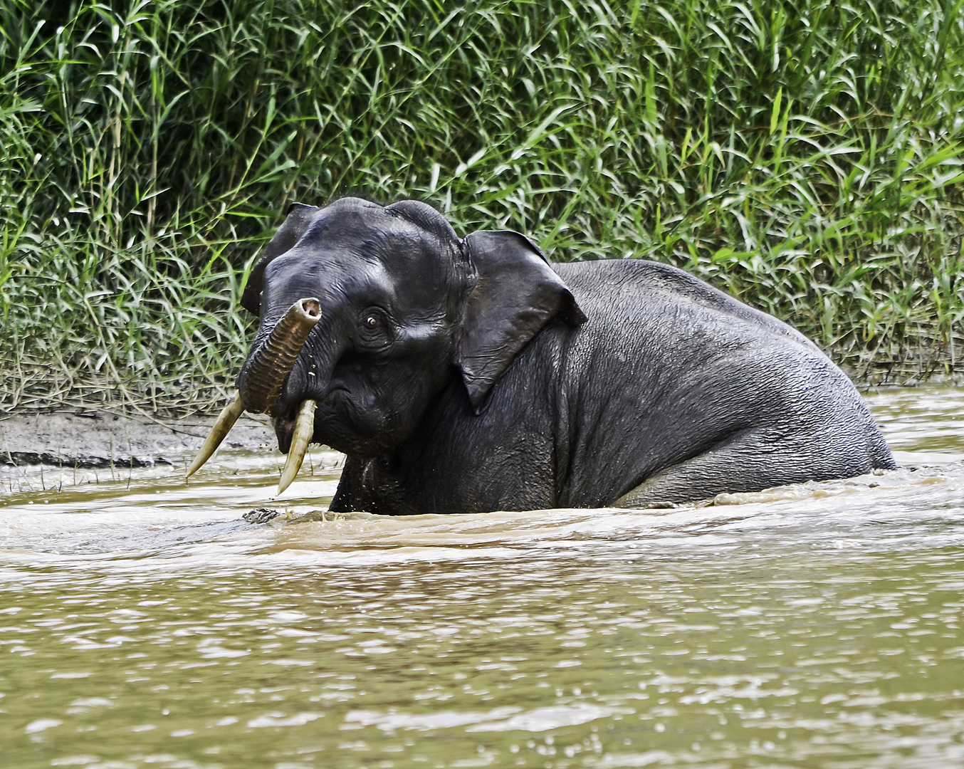 Borneo trip photo