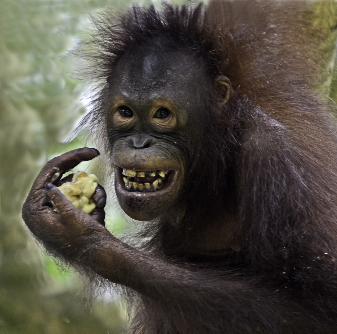 Borneo trip photo