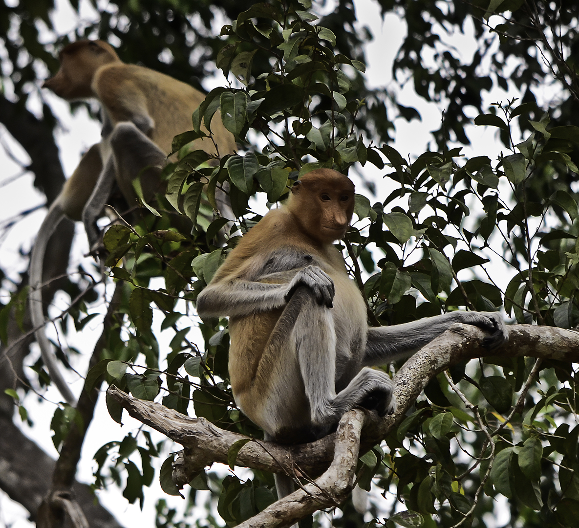 Borneo trip photo
