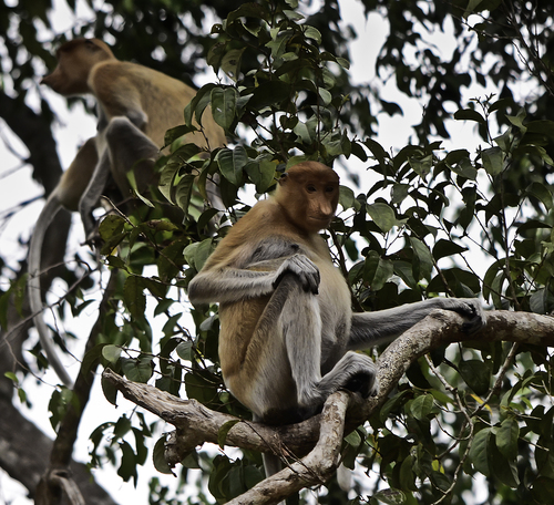 Who's off to Borneo