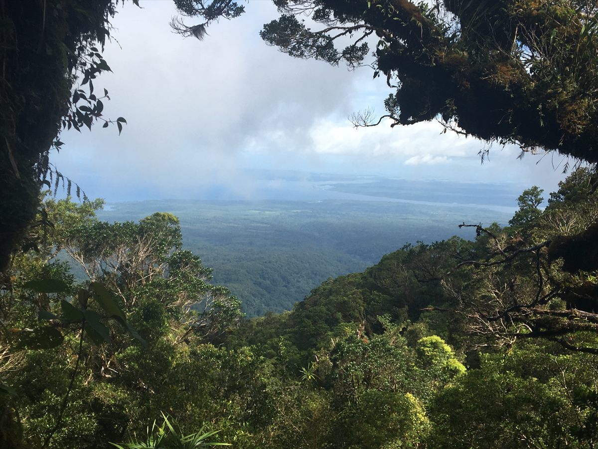 View through moss-draped trees down over the rainforest to the coast