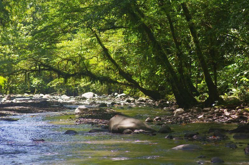 The Vila River running shallow over stones beneath the rainforest canopy