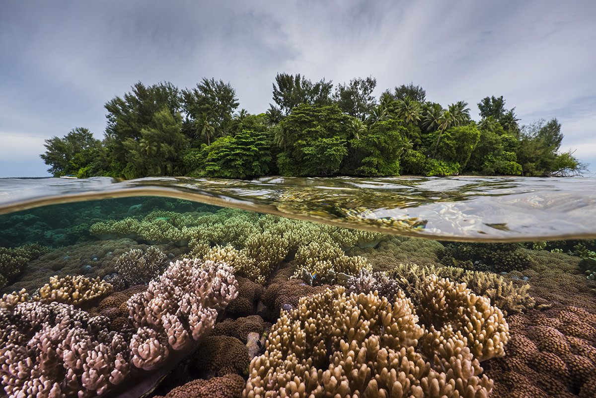 A split view above and below the waterline — a tree-covered island above, hard corals on the reef below