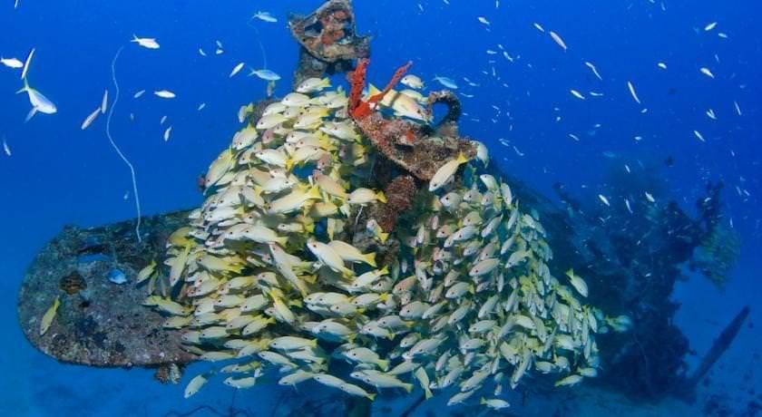 A dense school of yellow-striped fish swirling around a coral-encrusted wreck