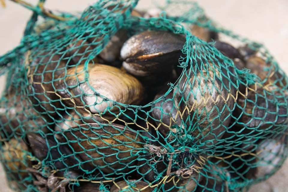 A net bag full of freshly collected mud shells, known locally as keu