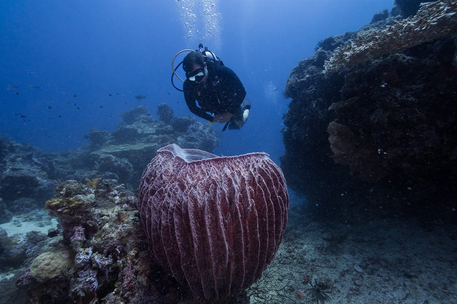 Barrel sponge, Papatura, Solomon Islands