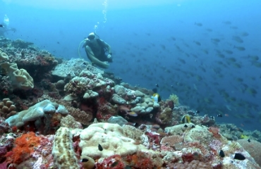 Zipolo Habu Resort diving, Solomon Islands