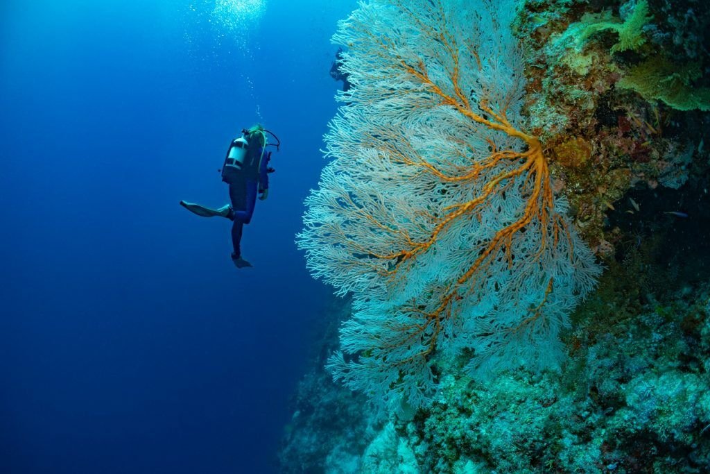 Fatboys Resort diving, Solomon Islands