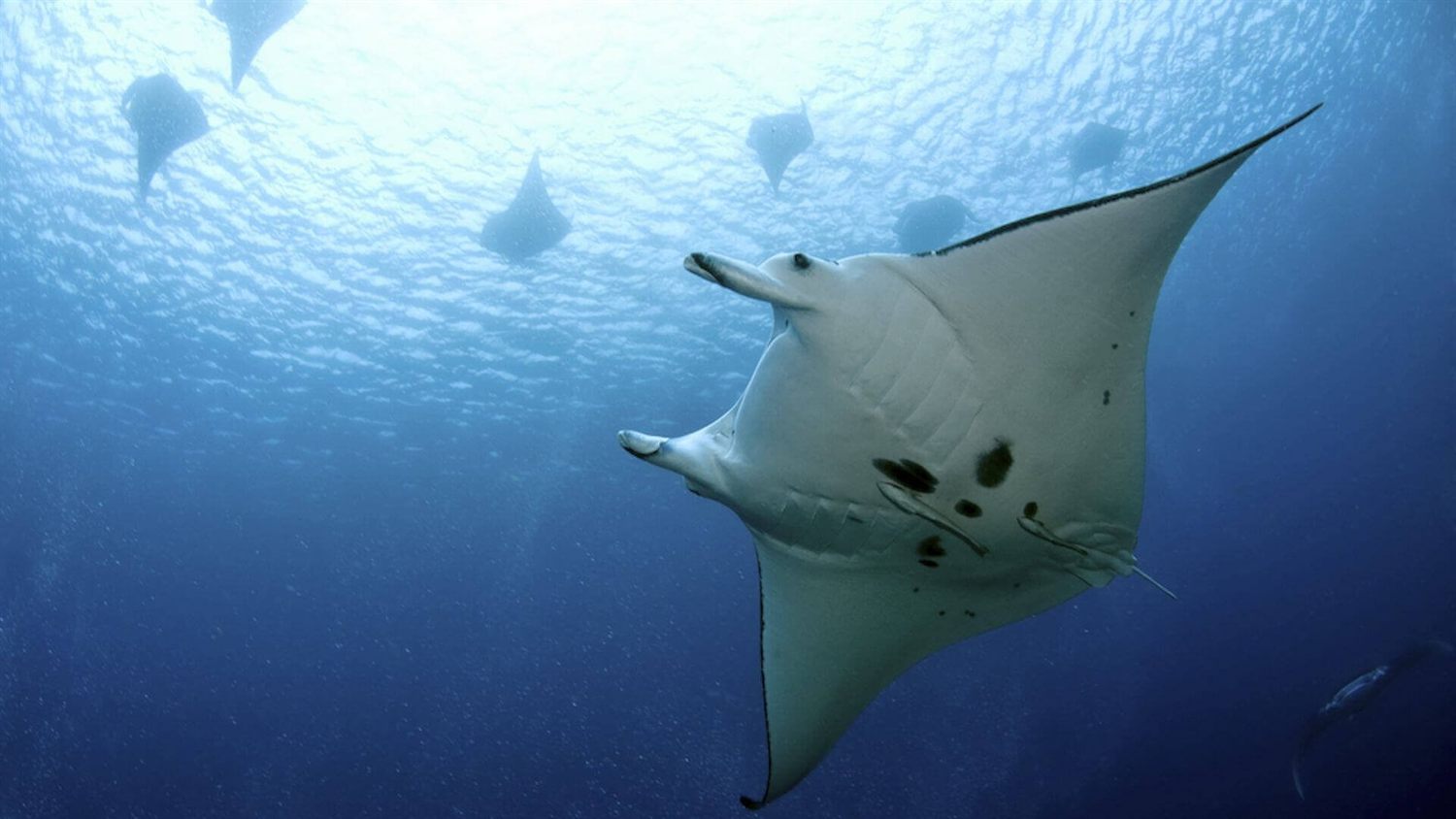 Bilikiki liveaboard dive cruise, Solomon Islands
