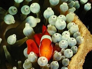 Dive Gizo, Solomon Islands