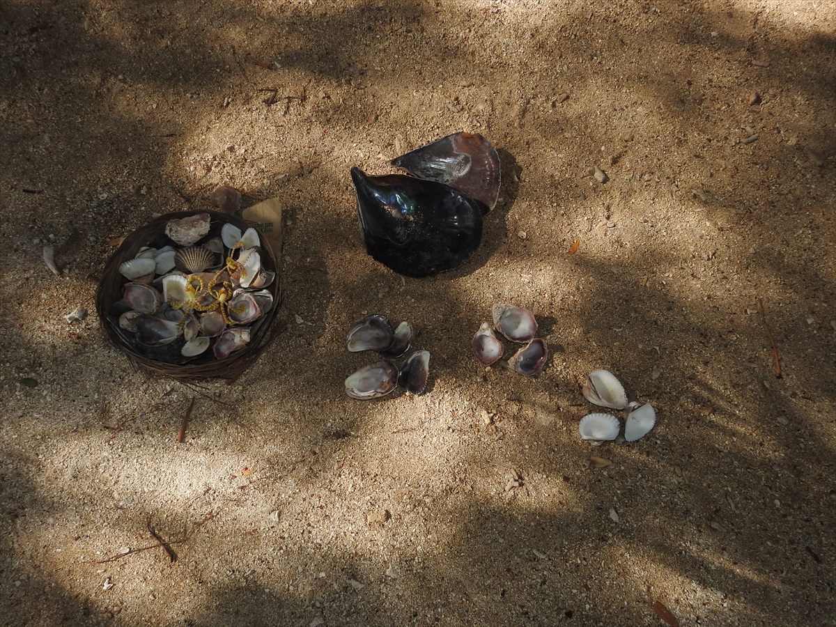 Shells laid out on the sand, ready for shell-money making