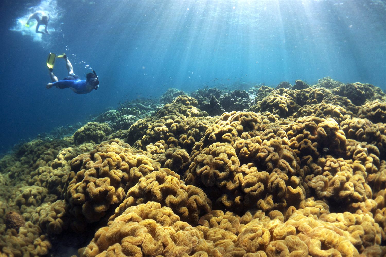 Diving in the Solomon Islands