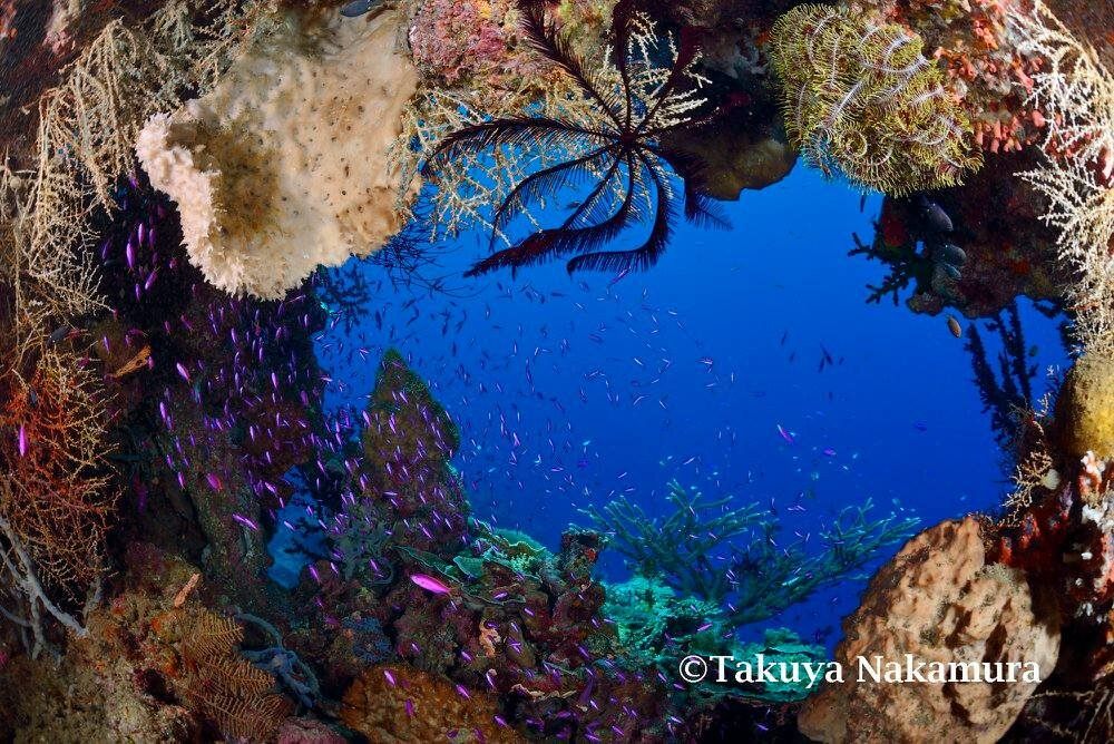Schools of fish seen through an opening in a coral-covered reef