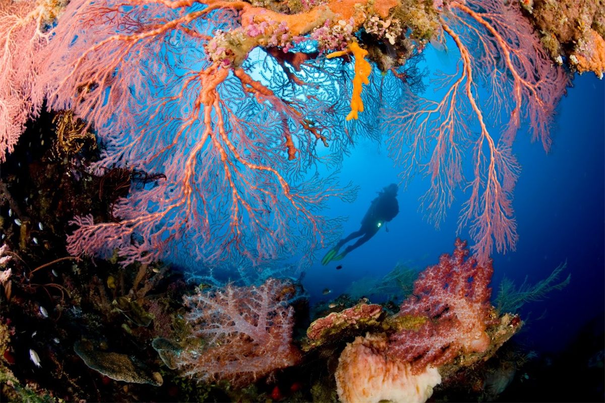 A diver swimming beneath giant pink sea fans and soft corals on a reef off Tufi