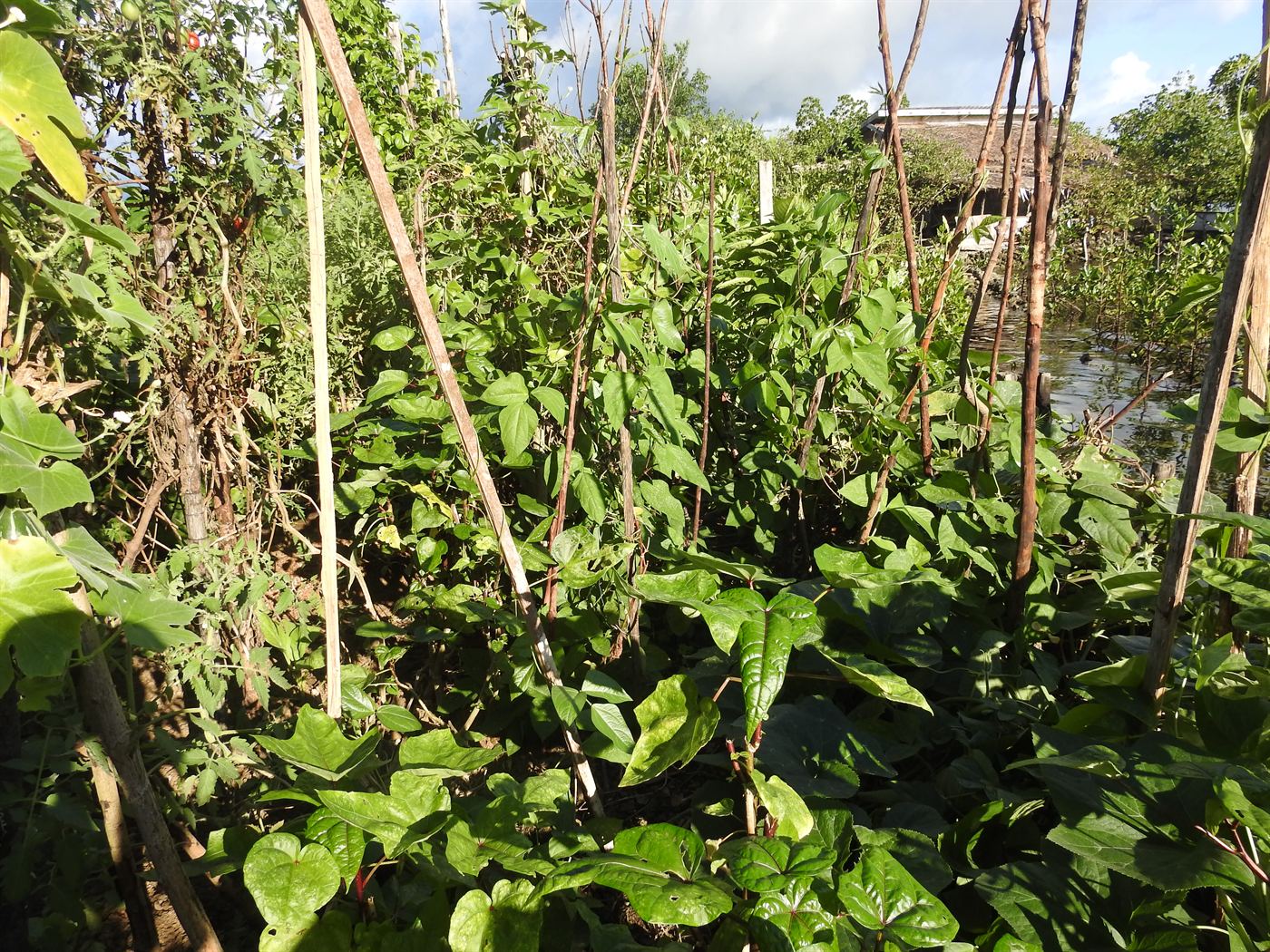 Serah’s Lagoon Hideaway, Solomon Islands (1)