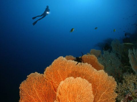A diver swimming above a huge orange sea fan on a Kimbe Bay reef