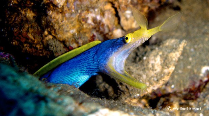 A blue ribbon eel peering out from the reef in Kimbe Bay
